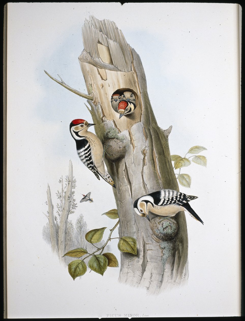Lesser Spotted Woodpecker (Picus Minor) by John (after) Gould