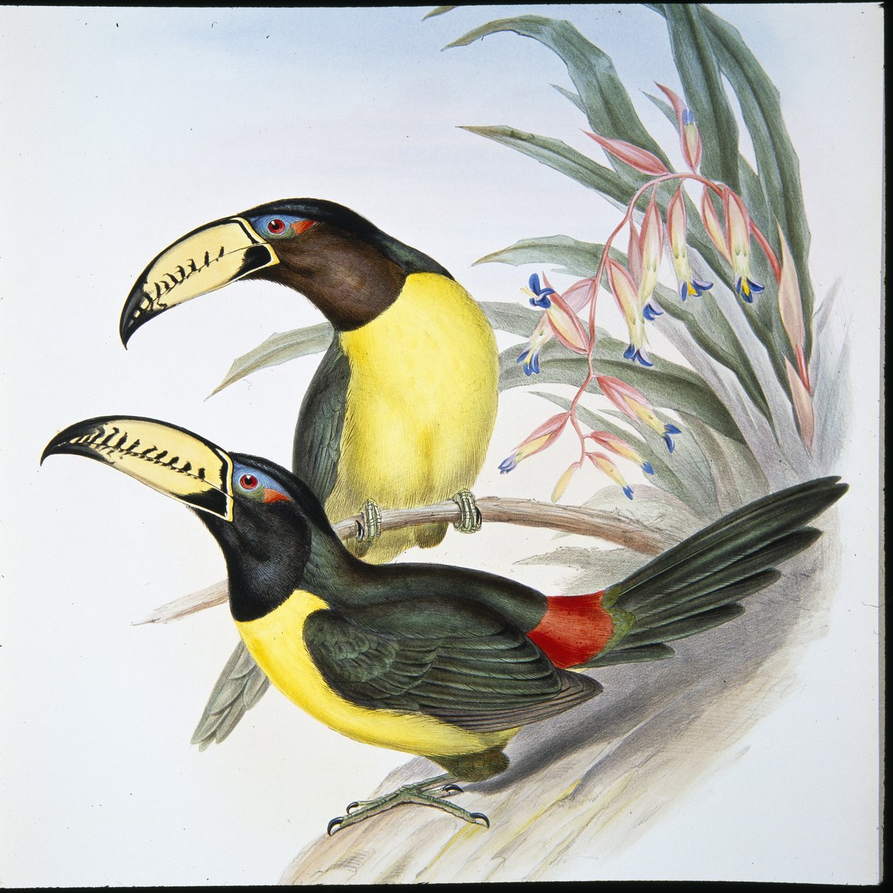 Lettered Aracari Toucan by John (after) Gould