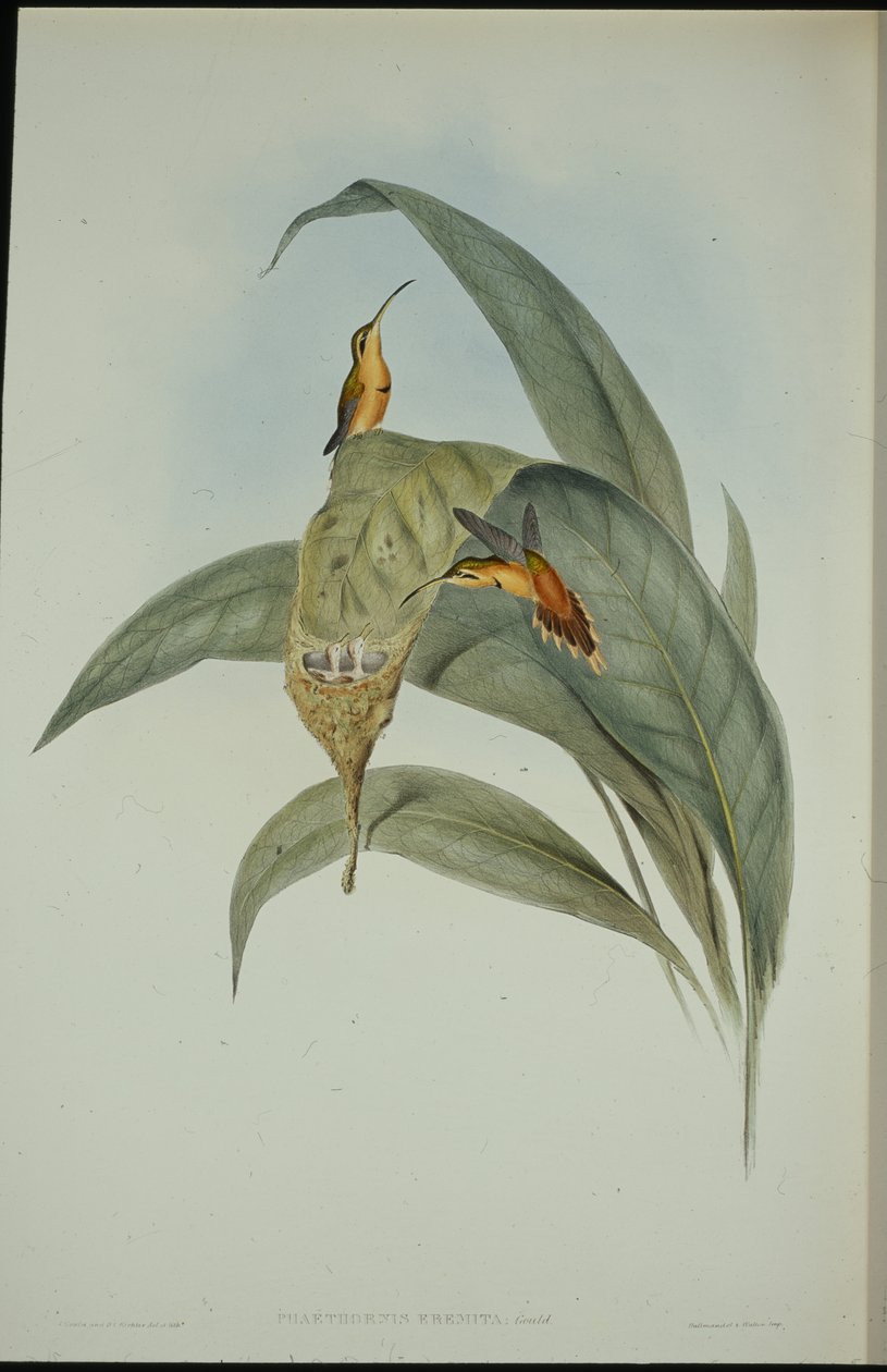 Little Hermit (Phaethornis eremita) by John (after) Gould