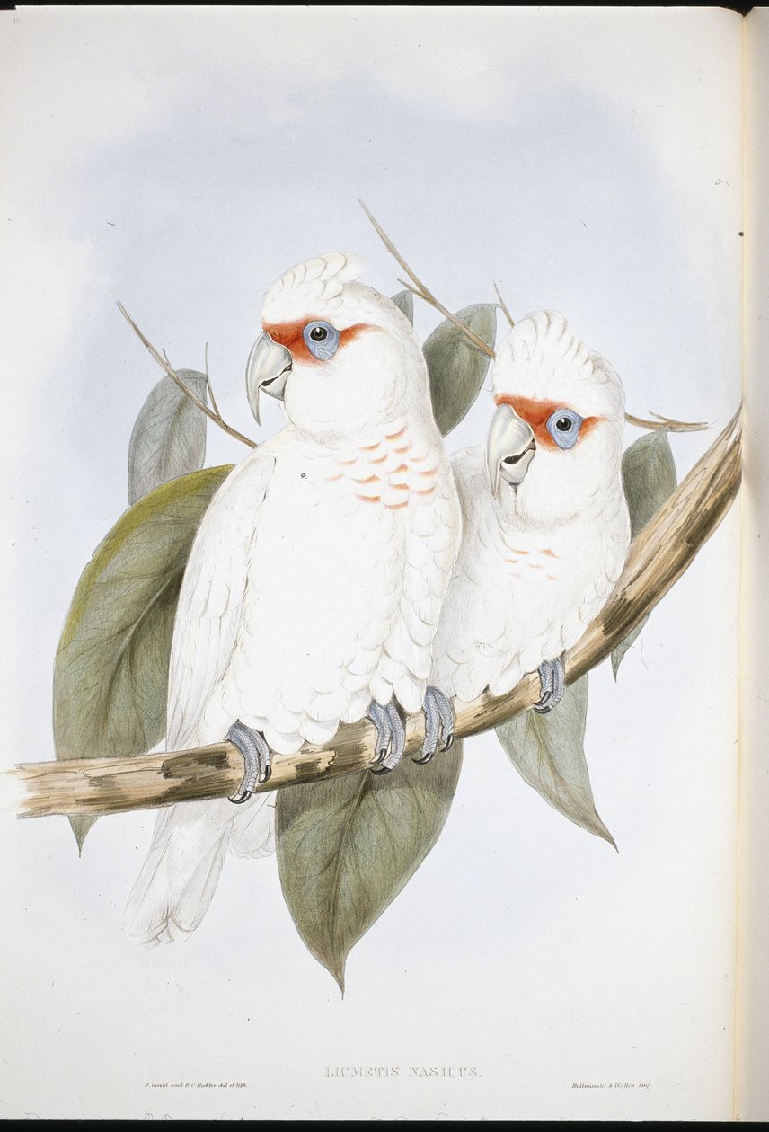 Long-billed Cockatoo by John (after) Gould