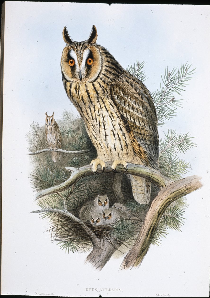 Long-eared Owl by John (after) Gould