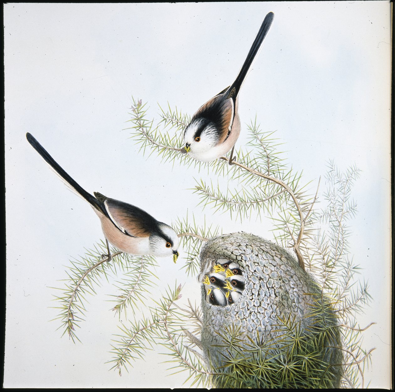 Long Tailed Tit by John (after) Gould