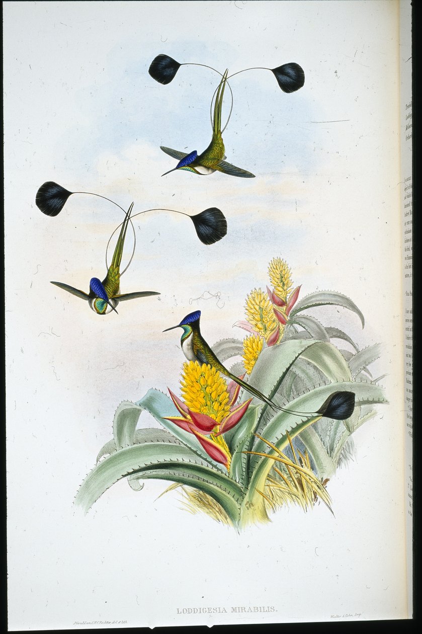 Marvellous Hummingbird (Loddigesia mirabilis) by John (after) Gould