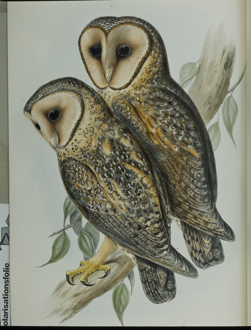 Masked Barn Owl (Strix Personata) by John (after) Gould