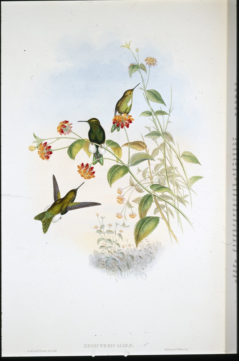 Metallic Puff-leg (Eriocnemis Alinae) by John (after) Gould