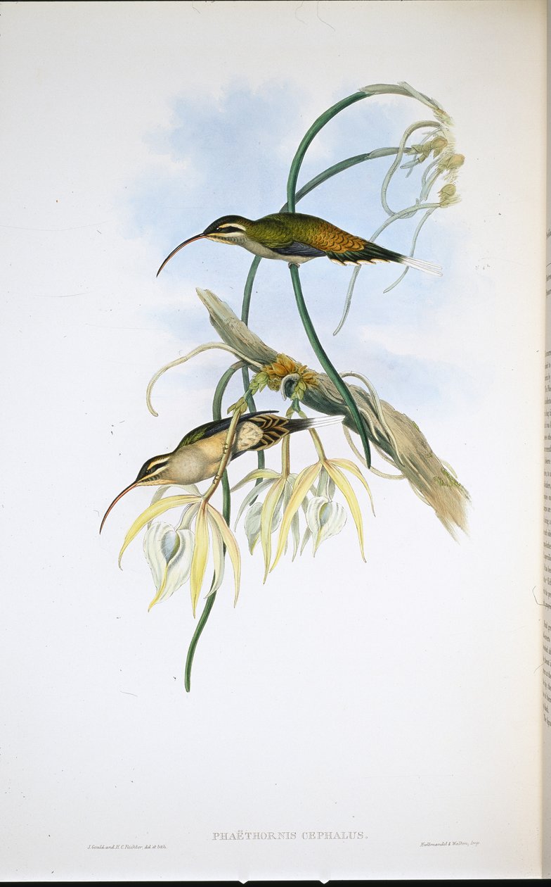 Mexican Hermit (Phaethornis Cephalus) by John (after) Gould