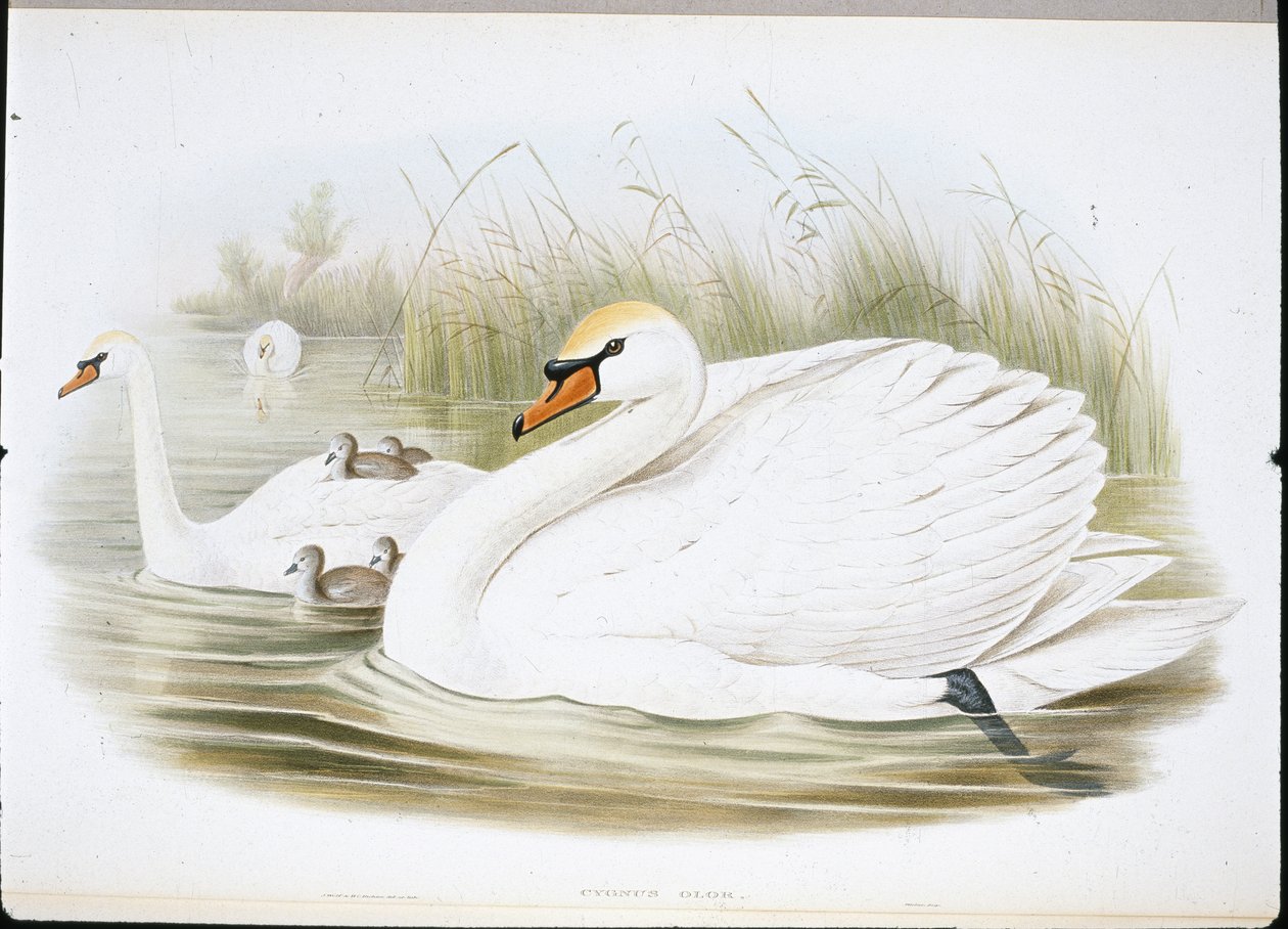Mute Swan by John (after) Gould