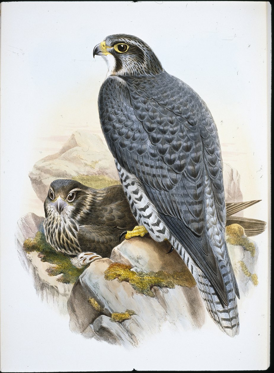 Norwegian or Gyrfalcon Falcon by John (after) Gould