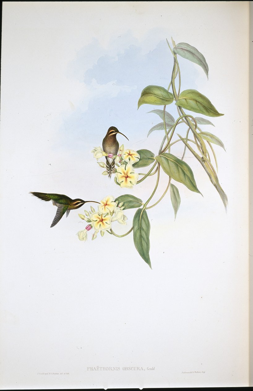 Obscure Hermit by John (after) Gould