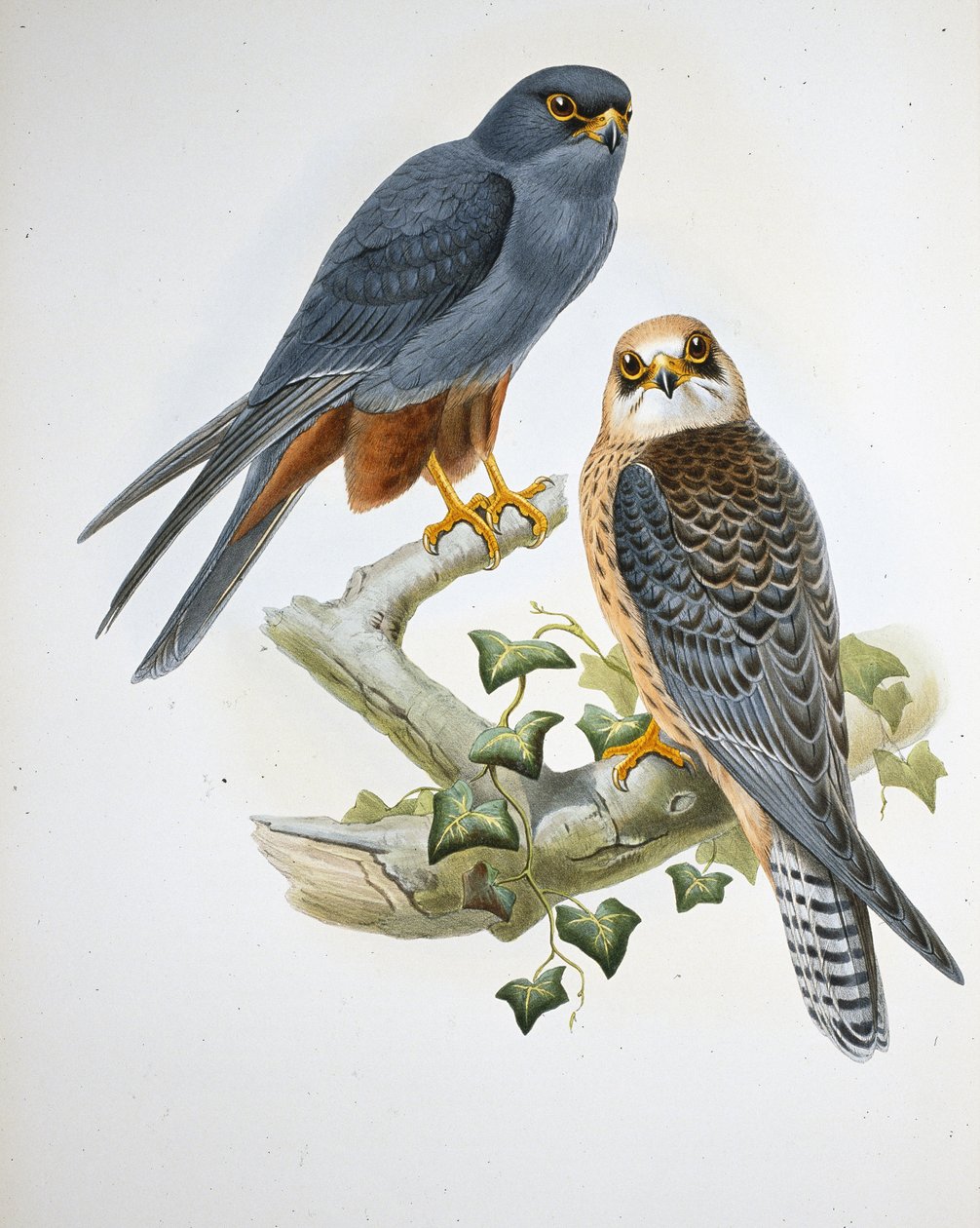 Orange-legged Hobby (Erythropus Vespertinus) by John (after) Gould