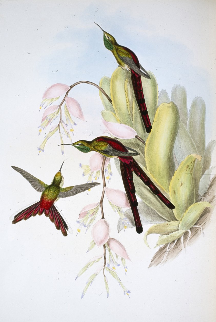 Phaon Comet (Cometes Phaon) by John (after) Gould