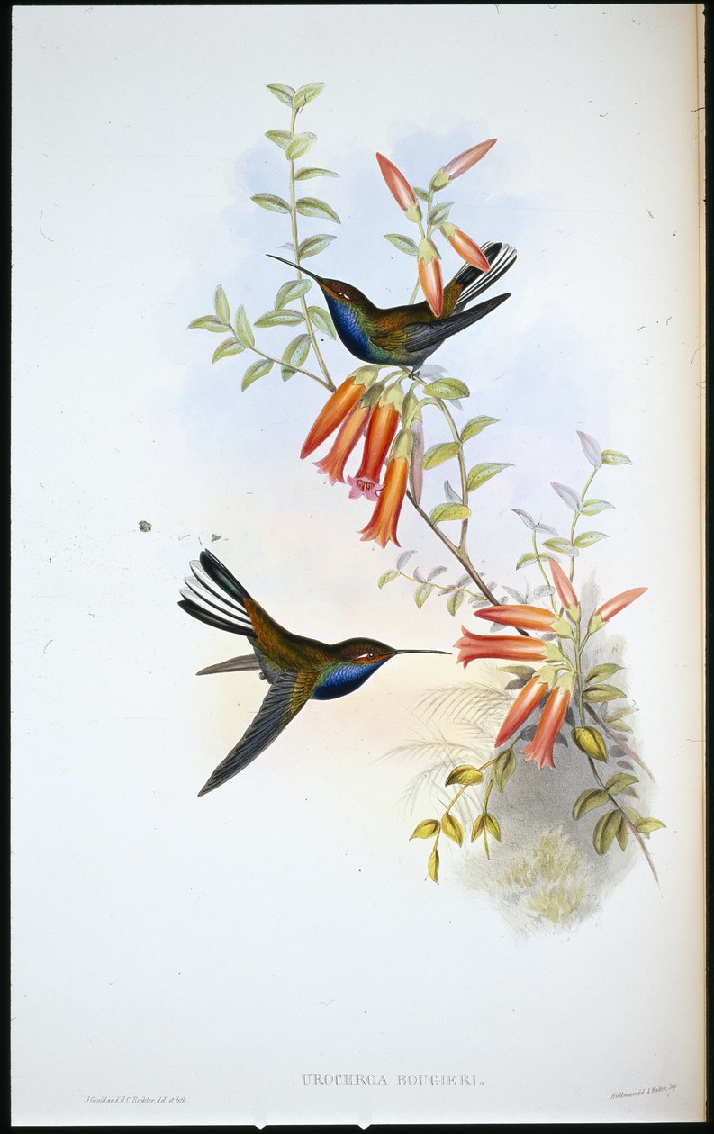 Pied-tail humming bird (Urochroa Bougieri) by John (after) Gould