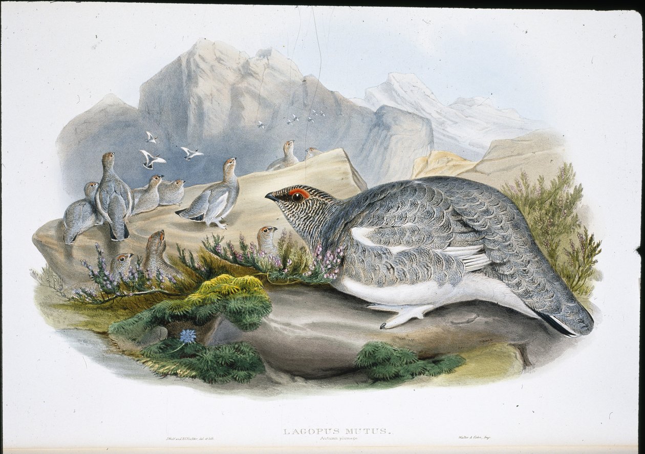 Ptarmigan (Autumn Plumage) (Lagopus Mutus) by John (after) Gould
