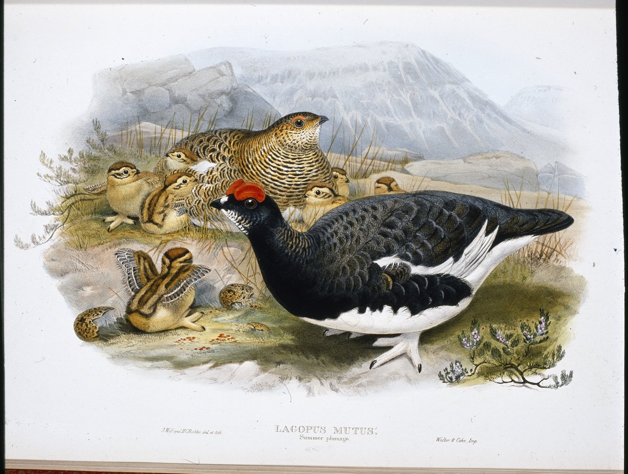 Ptarmigan (Summer Plumage) by John (after) Gould