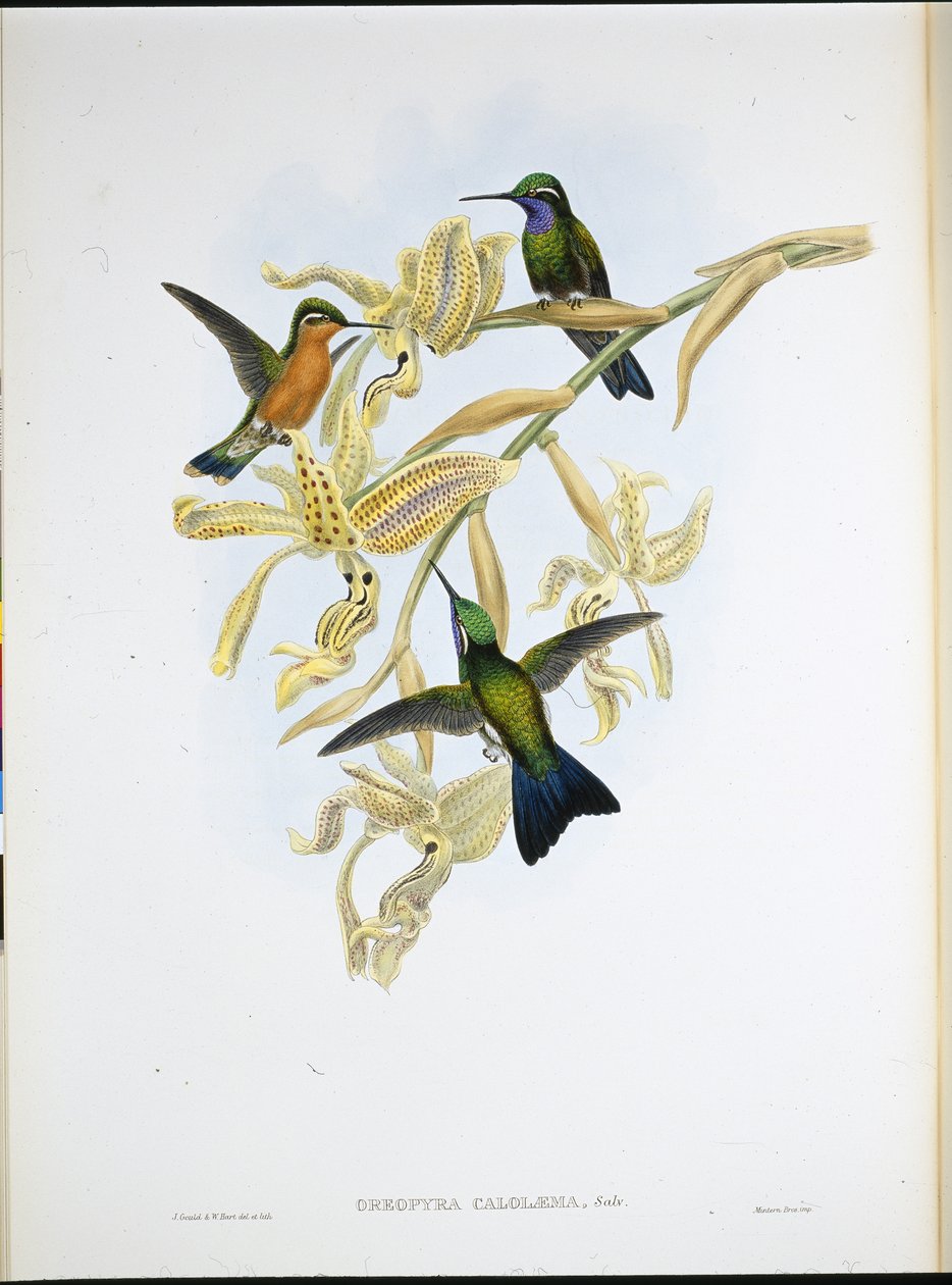 Purple-throated Hummingbird (Oreopyra Calolaema) by John (after) Gould