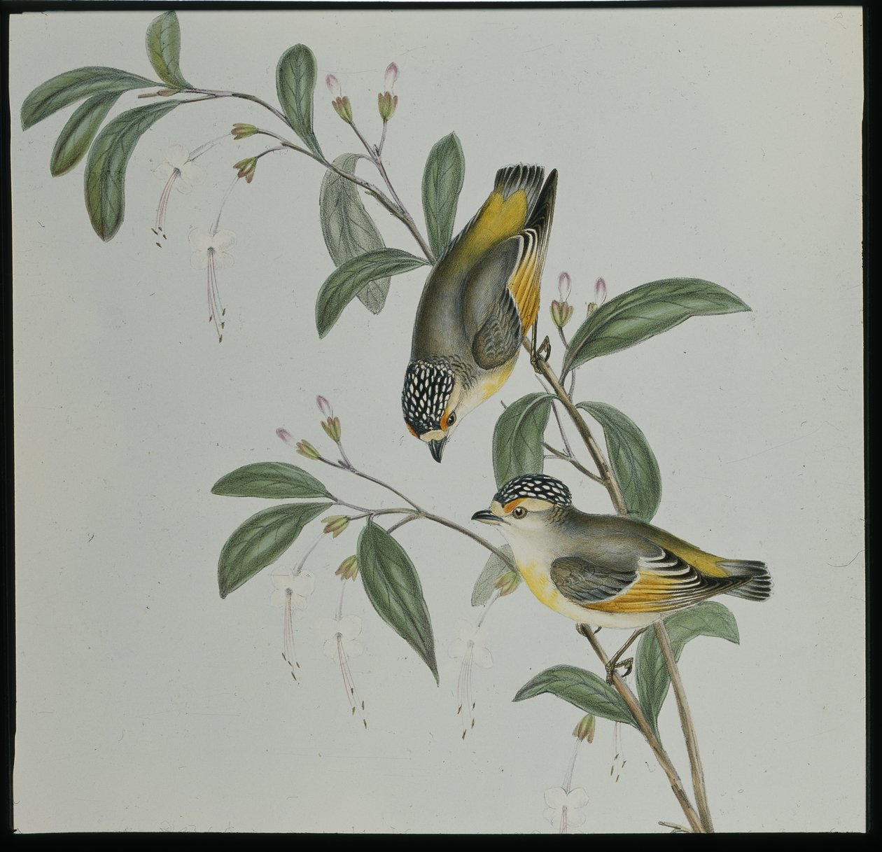 Red-lored Pardalote (Pardalotus rubricatus) by John (after) Gould