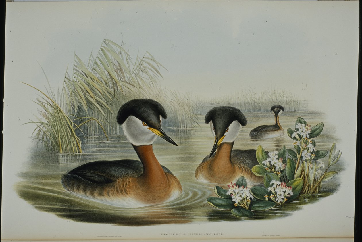 Red-necked Grebe by John (after) Gould
