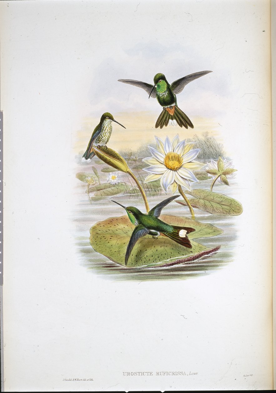 Red-vented White-tip Humming Bird by John (after) Gould