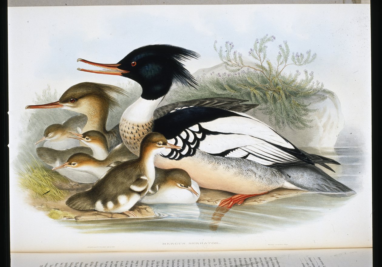Red Breasted Merganser by John (after) Gould