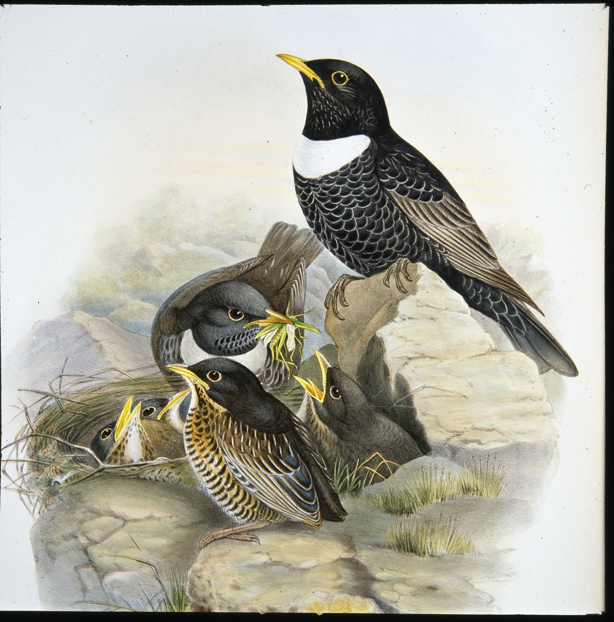 Ring Ouzel (Merula Torquata) by John (after) Gould