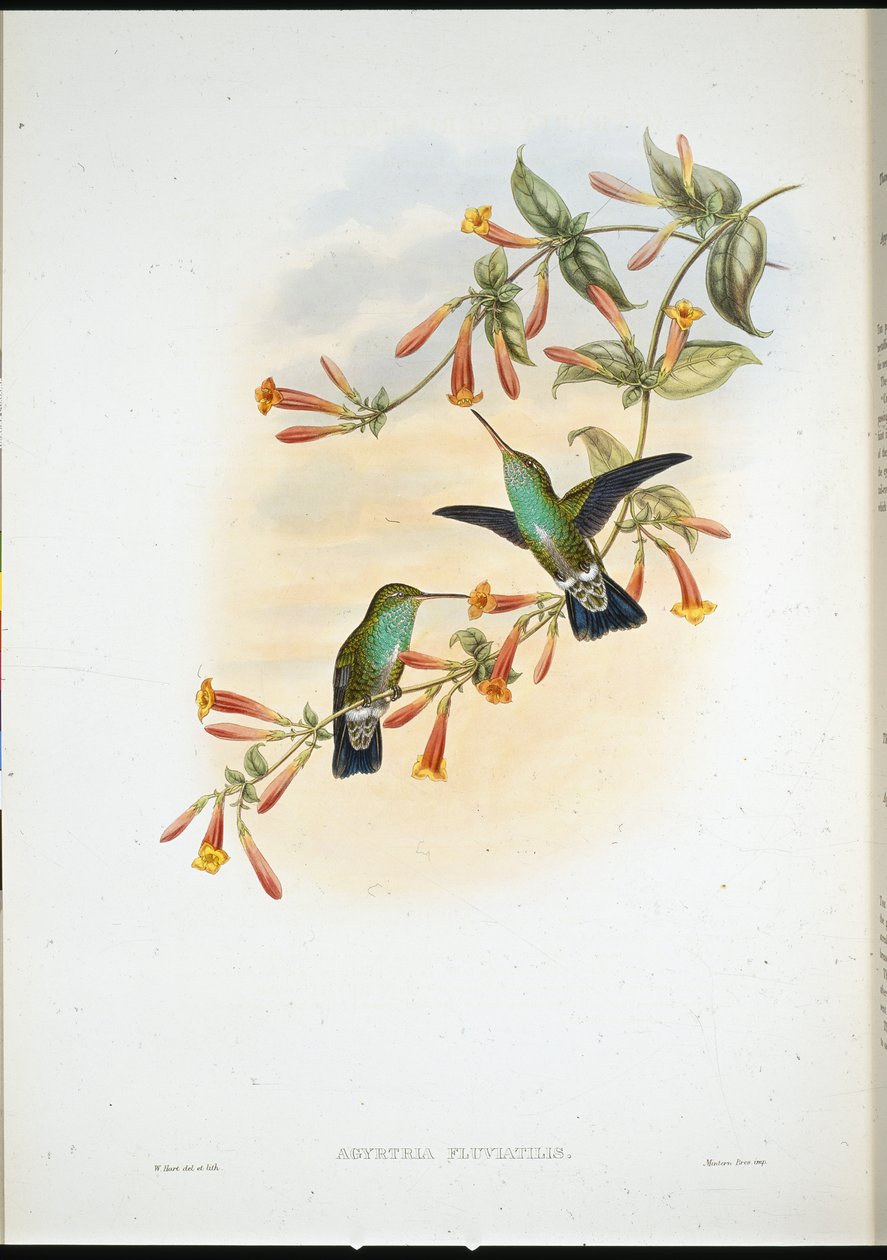 Riverine Emerald by John (after) Gould