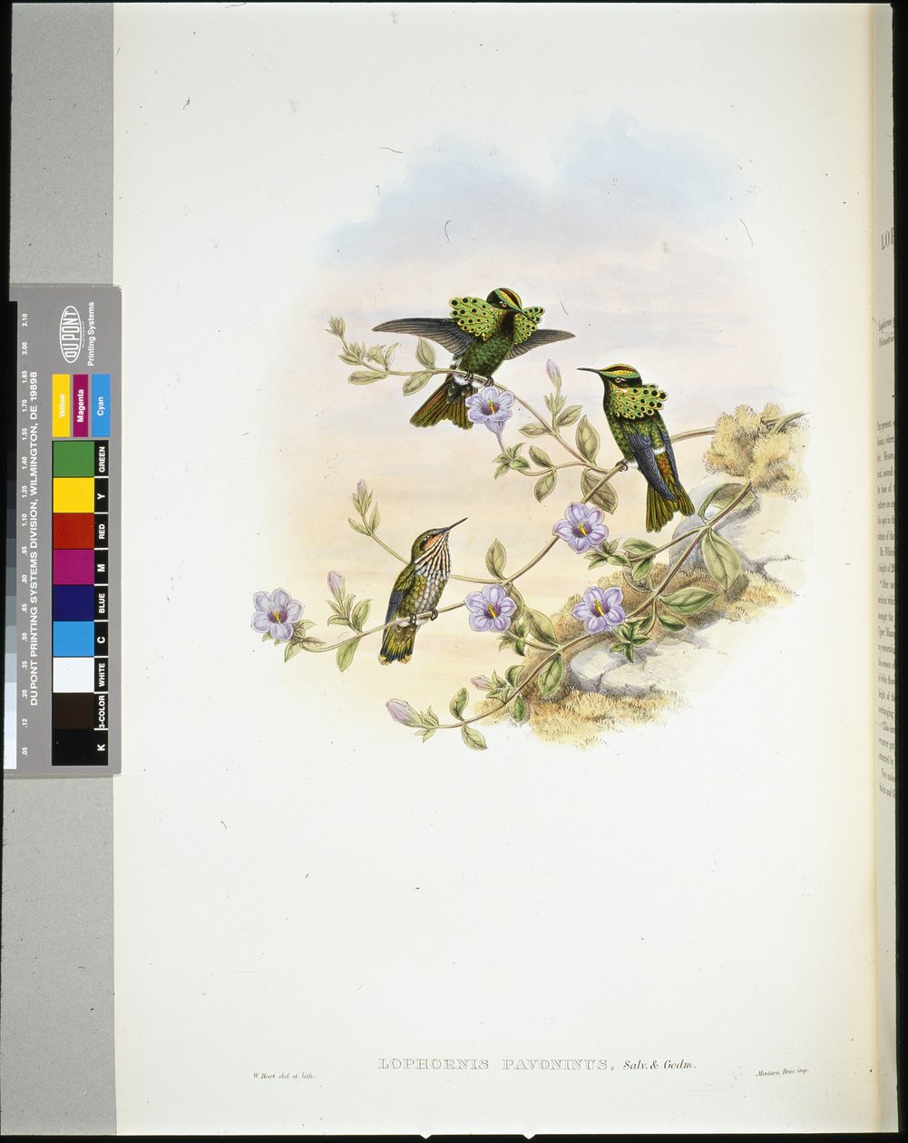 Roraima Coquette by John (after) Gould
