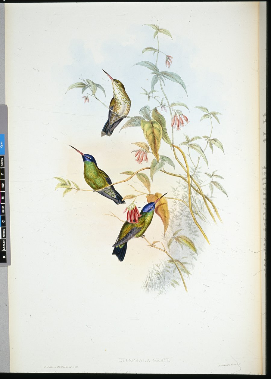 Rufous Flame-bearer (selasphorus rufus) by John (after) Gould