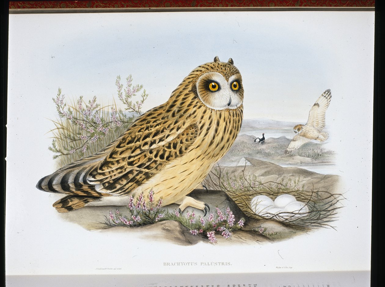 Short-eared Owl (Brachyotus Palustris) by John (after) Gould