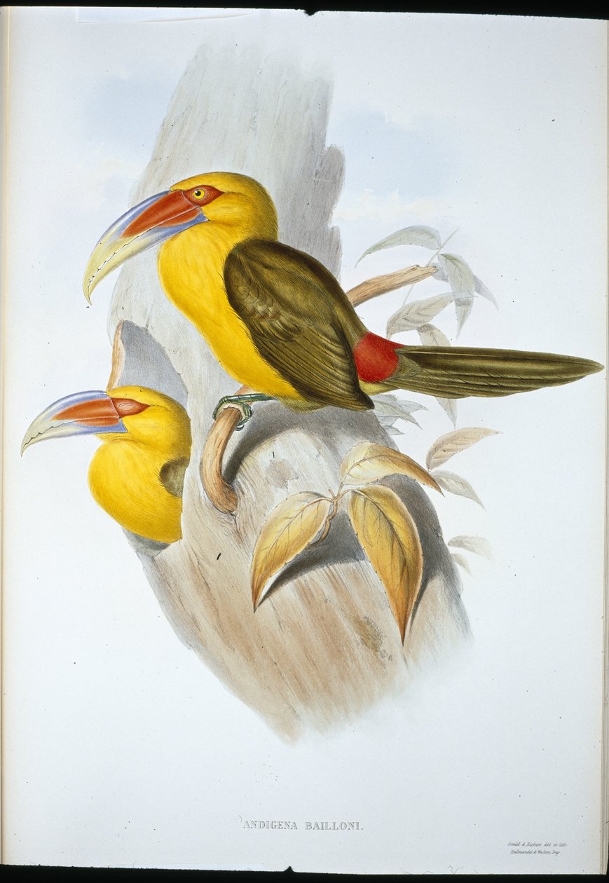 Saffron-coloured Hill Toucan by John (after) Gould