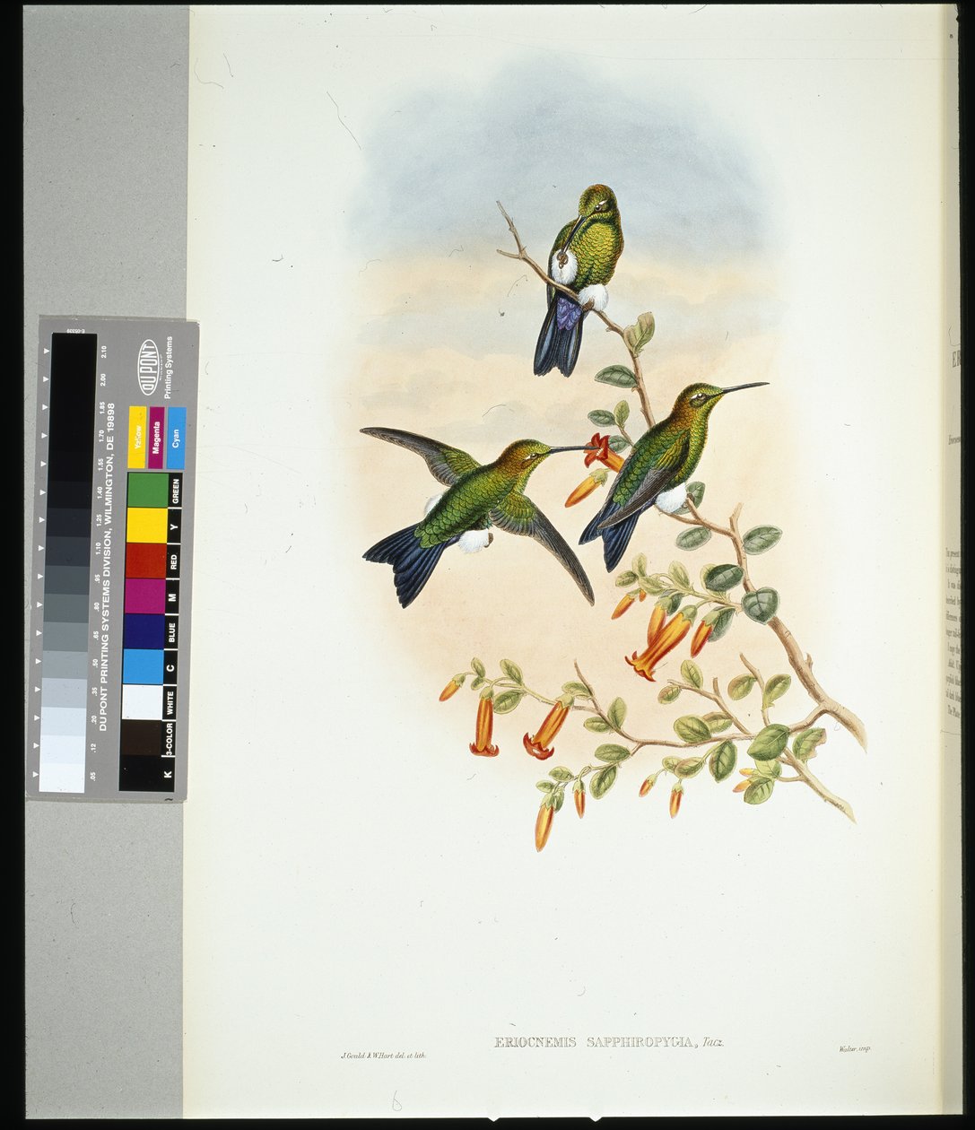 Sapphire-vented Puff-leg (eriocnemis sapphiropygia) by John (after) Gould