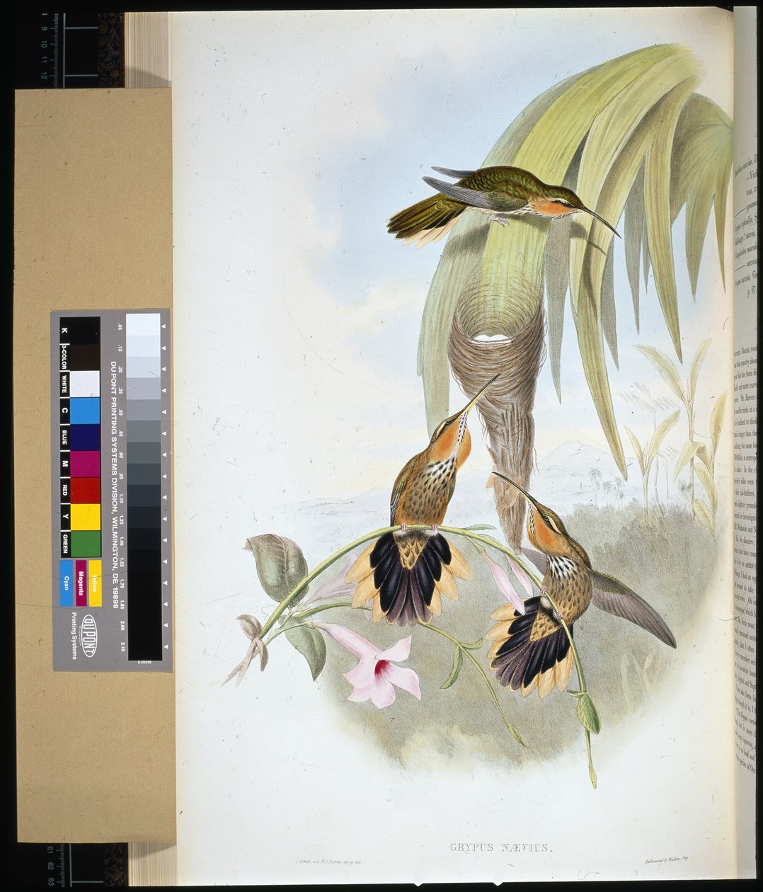 Saw-bill (grypus naevius) by John (after) Gould