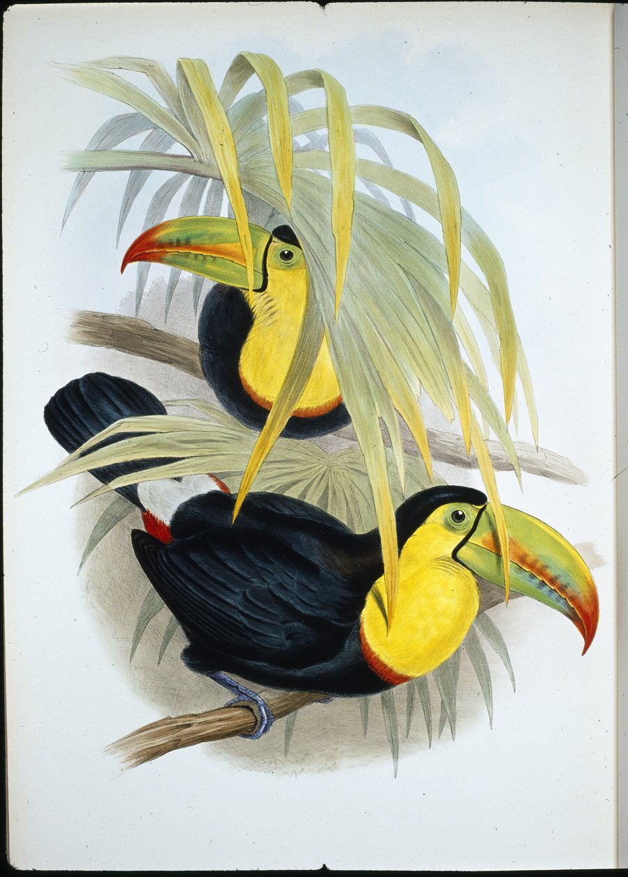 Short-billed Toucan by John (after) Gould