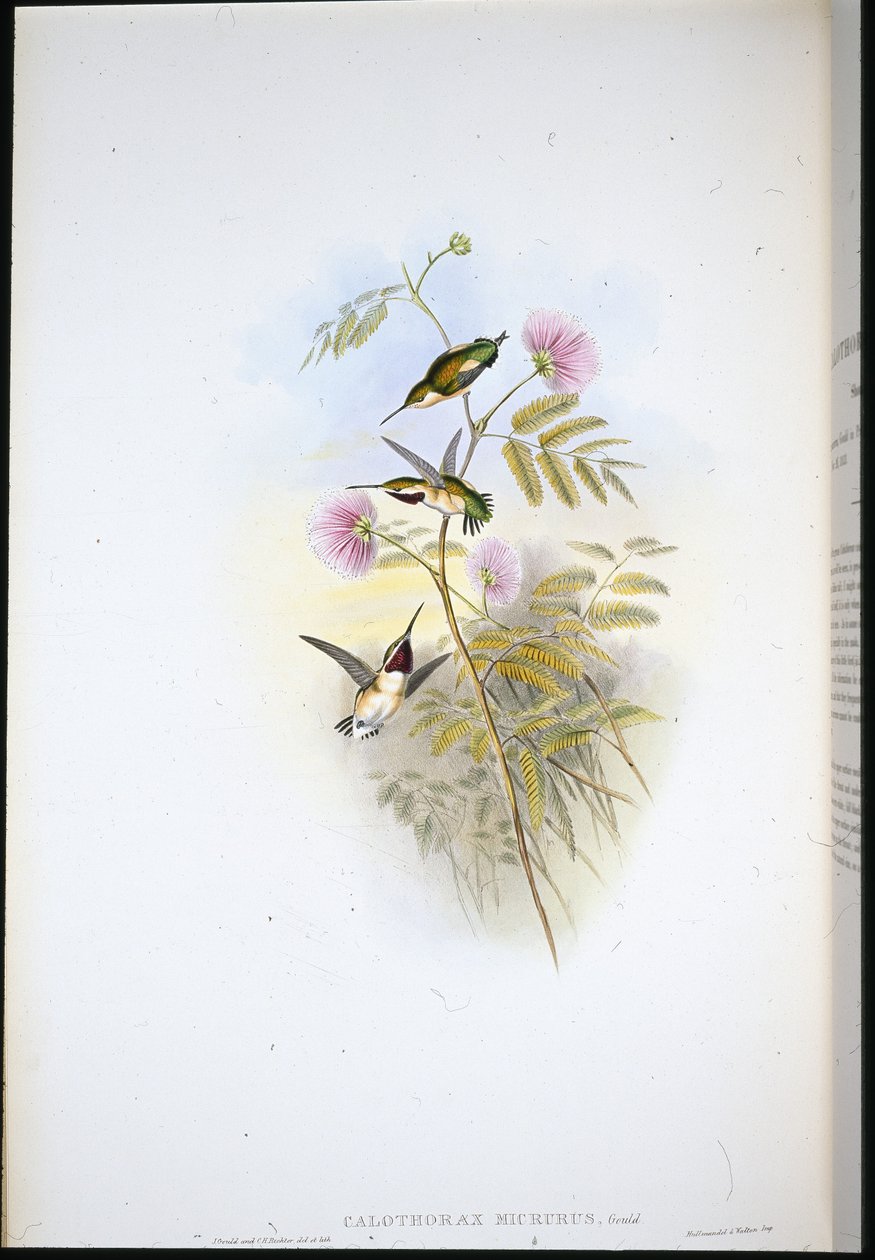 Short-tailed Wood-star by John (after) Gould