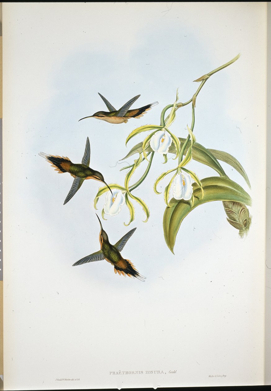 Southern Hermit by John (after) Gould