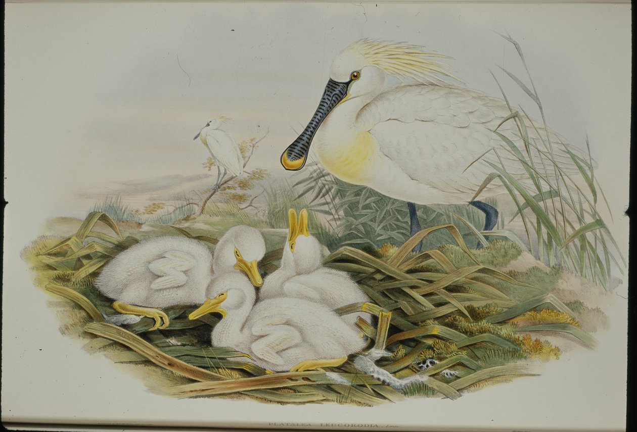 Spoonbill (Platalea Leucorodia) by John (after) Gould