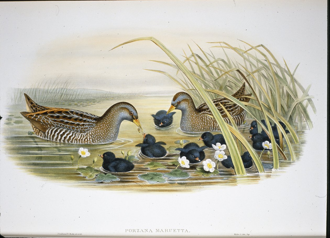 Spotted Crake by John (after) Gould