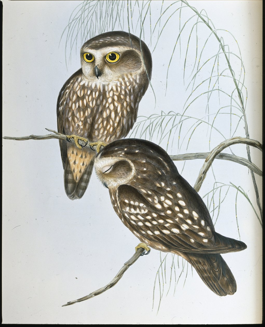 Spotted Owl (Athene Maculata) by John (after) Gould