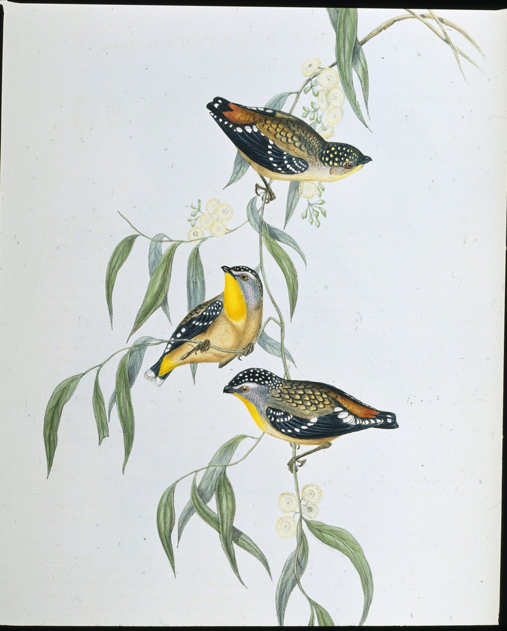 Spotted Pardalote (Pardalotus Punctatus) by John (after) Gould