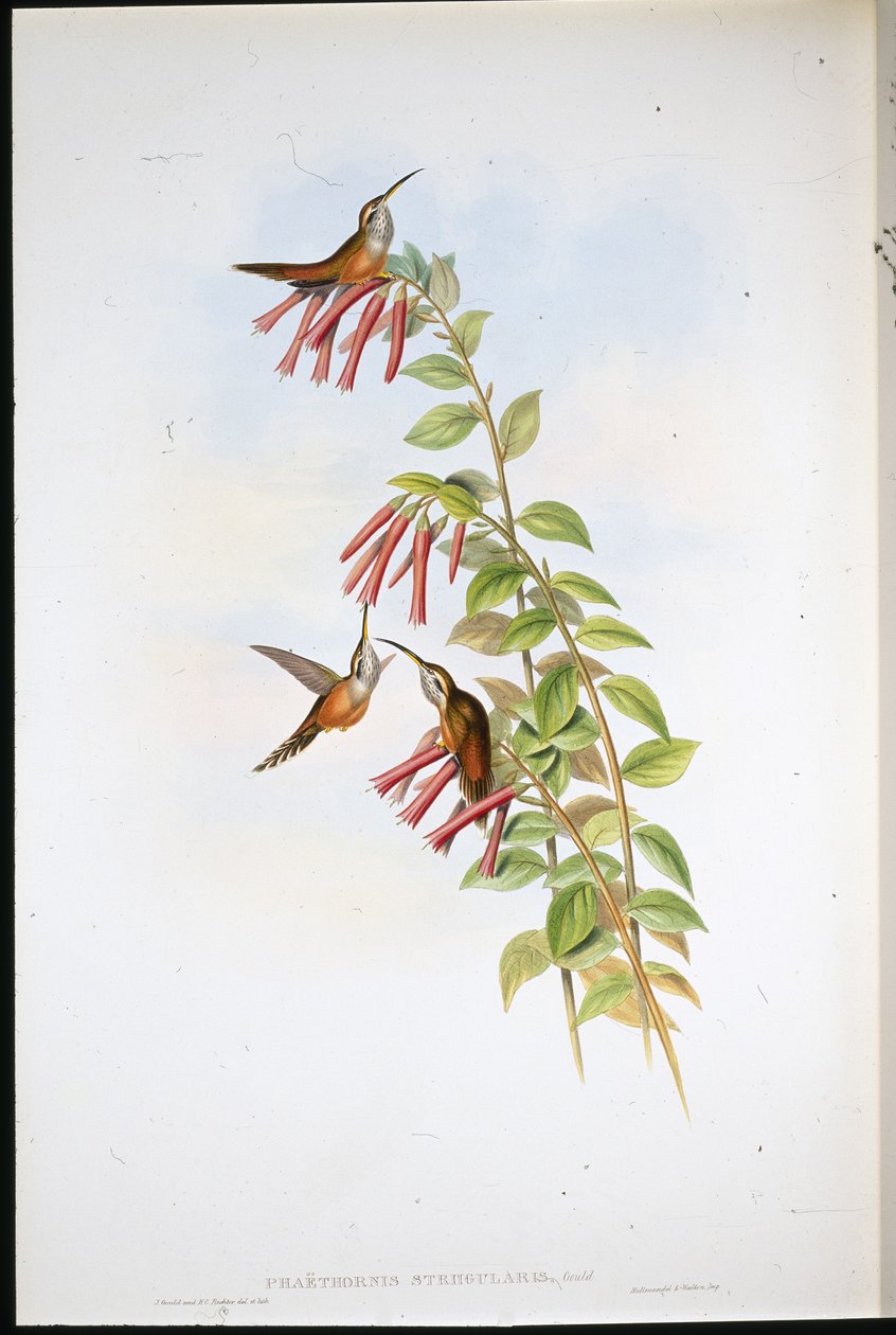 Stripe-throated Hermit by John (after) Gould
