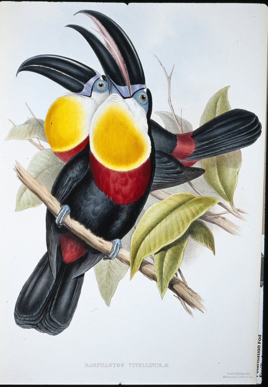 Sulphur & White Breasted Toucan by John (after) Gould