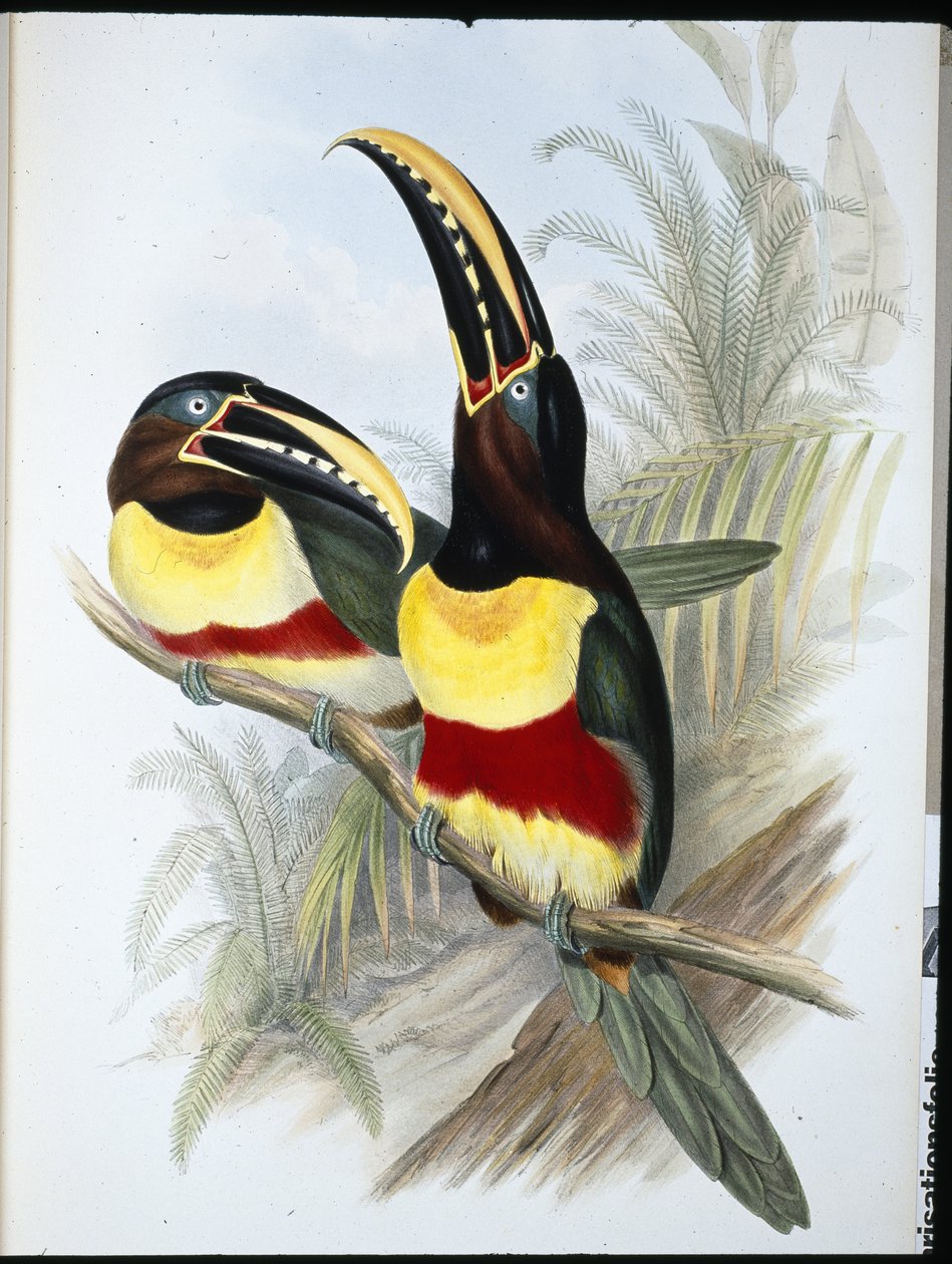 Sulphur & White-breasted Toucan by John (after) Gould