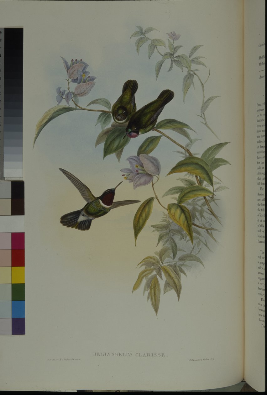 Sun Angel (Heliangelus Clarisse) by John (after) Gould