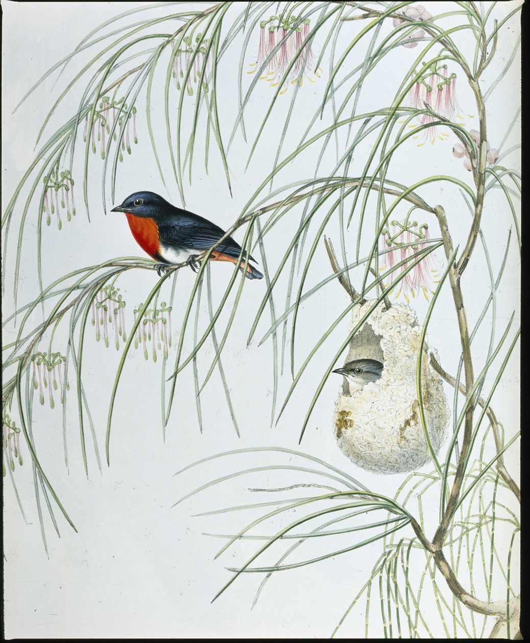 Swallow Dicaeum by John (after) Gould