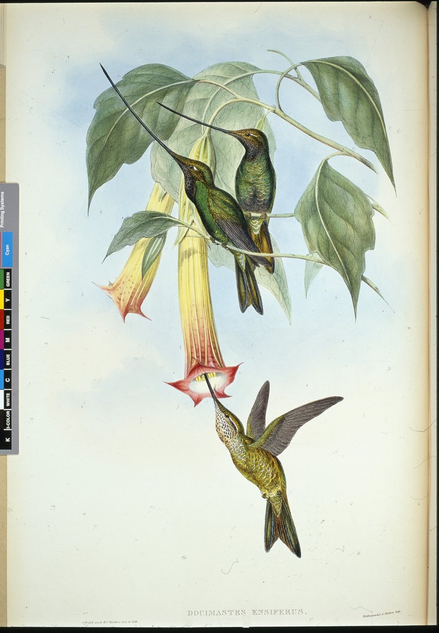 Sword-bill (Docimastes ensiferus) by John (after) Gould