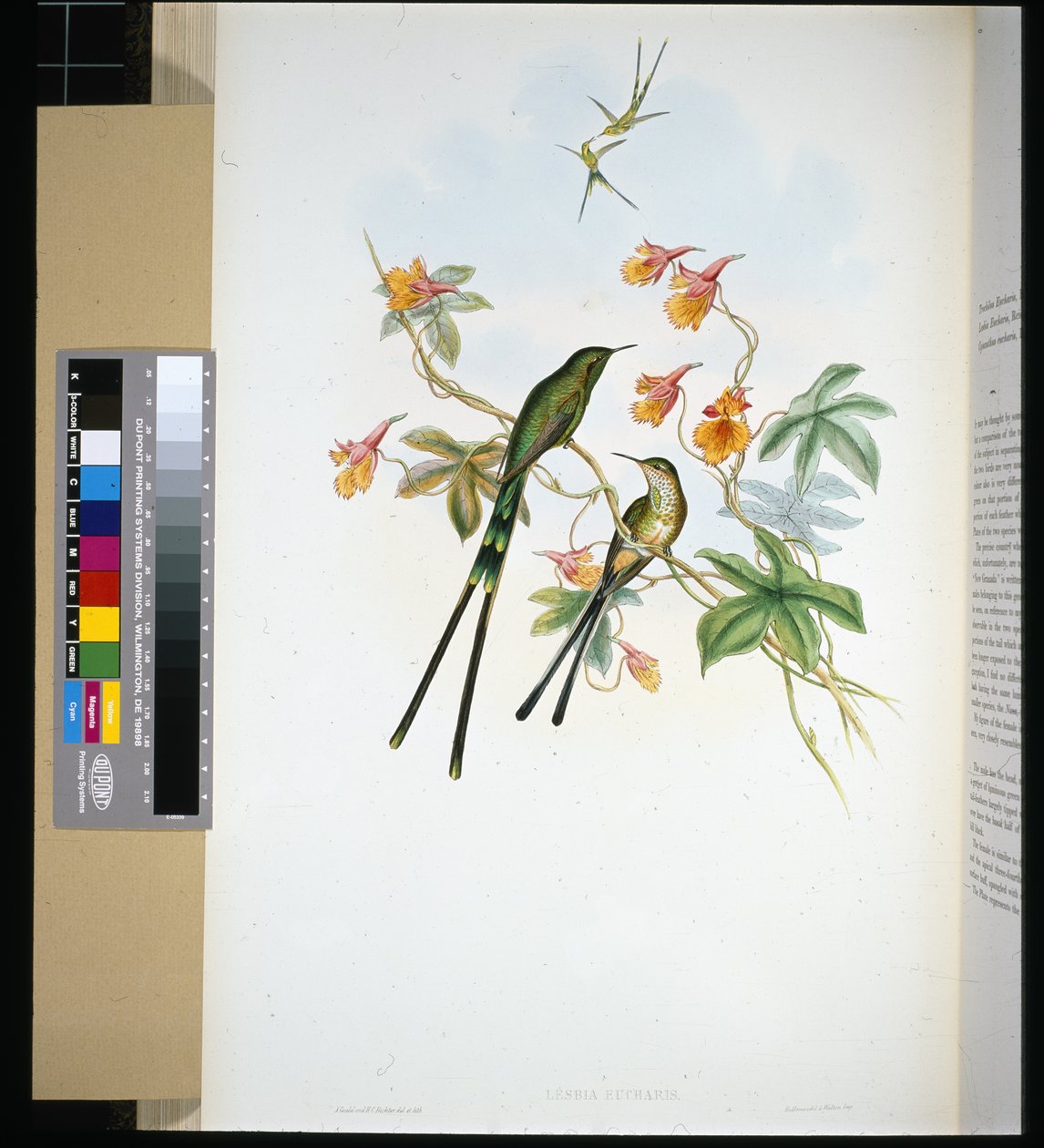 Train-bearer by John (after) Gould