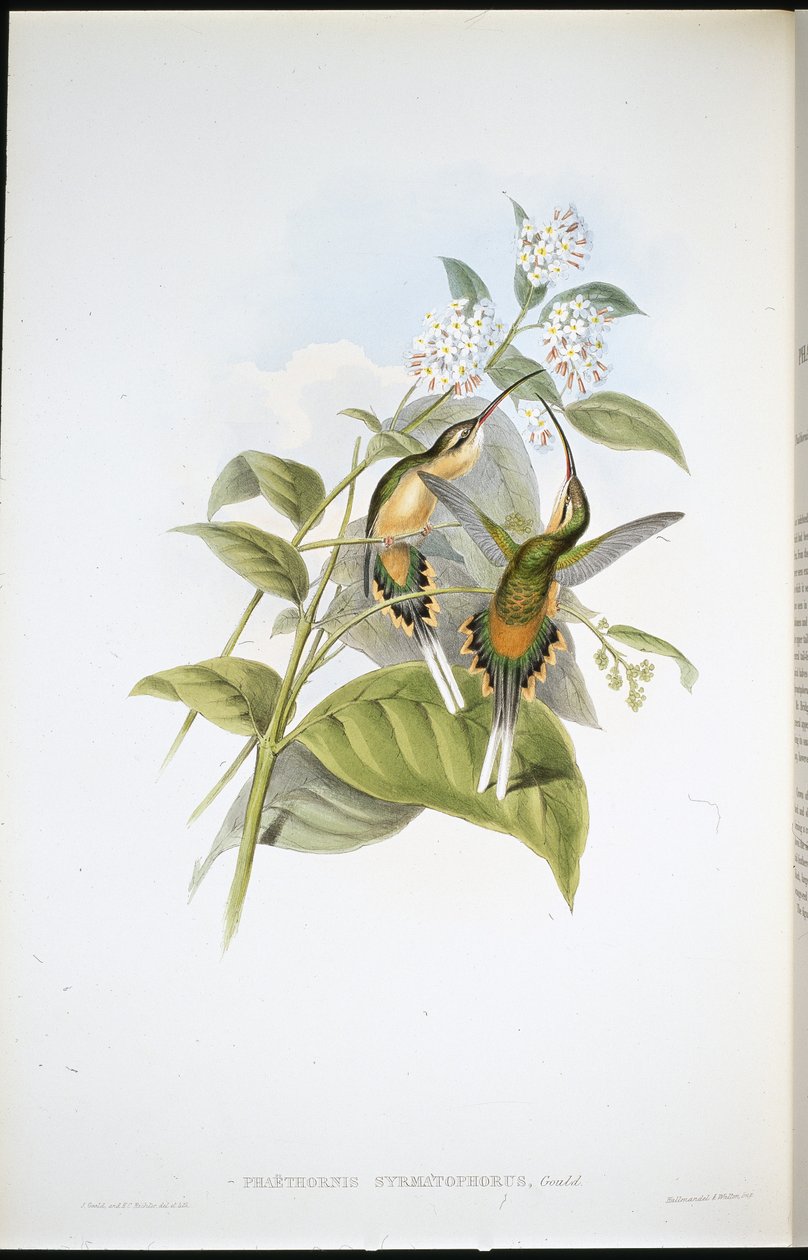 Train-bearing Hermit by John (after) Gould
