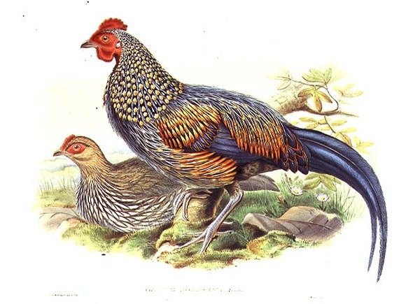 Two Asian pheasants (Gallus Sonneratii) engraved by the artist and William Hart (1823-1894) by John (after) Gould