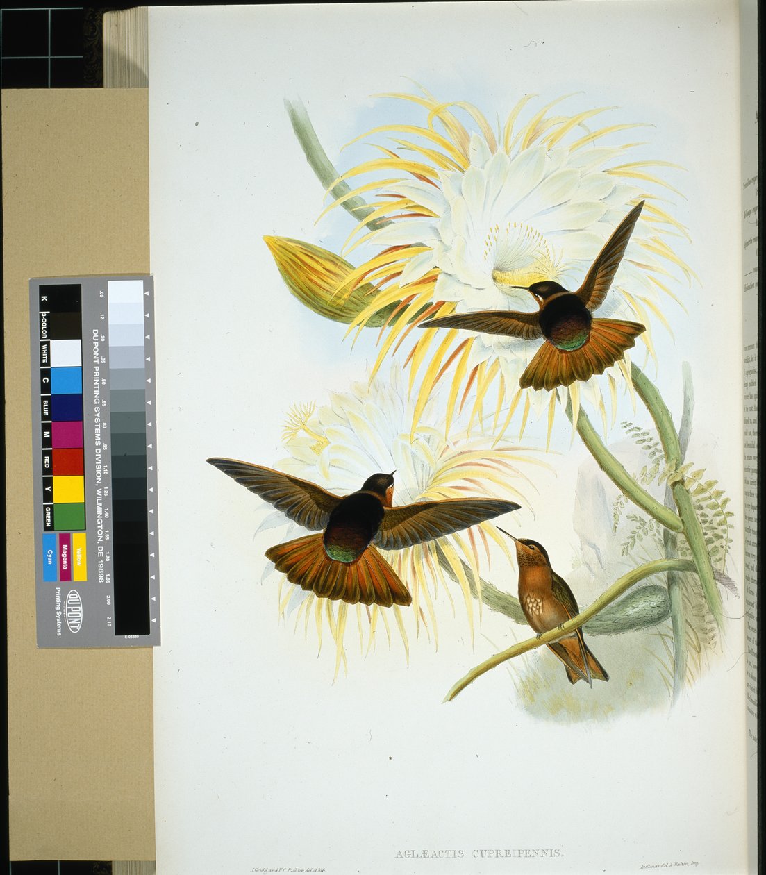 Venezuelan Stenura (Panychlora stenura and Panychlora russata) by John (after) Gould