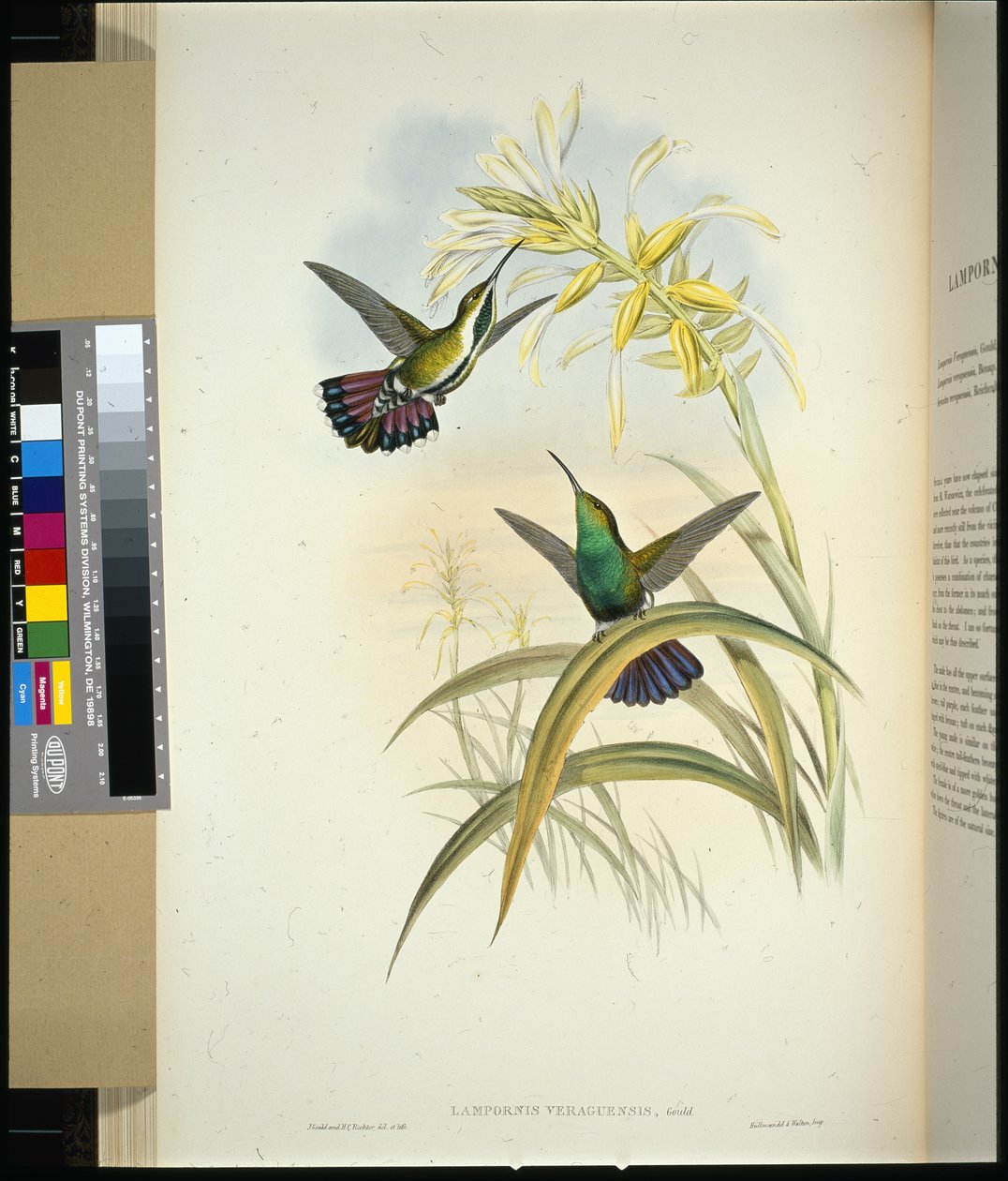 Veraguan Mango (Lampornis veraguensis) by John (after) Gould