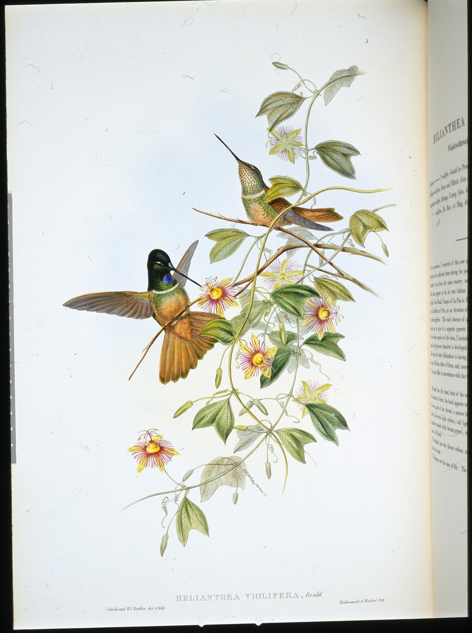 Violet-throated Star-Frontlet by John (after) Gould